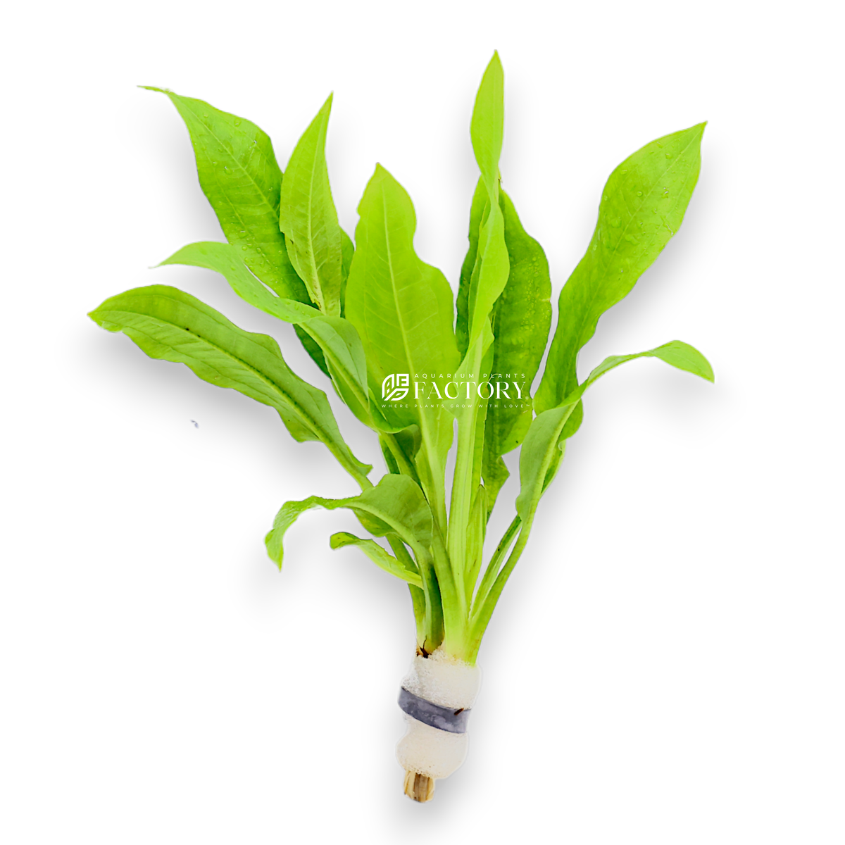 Amazon Sword (Echinodorus bleheri) rosette of ribbed green leaves