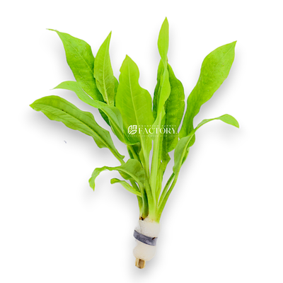 Echinodorus bleheri, commonly known as the Amazon Sword Plant, is a highly popular rosette plant among aquarium hobbyists. Known for its impressive size and lush green foliage, this plant is an excellent addition to any large freshwater aquarium.