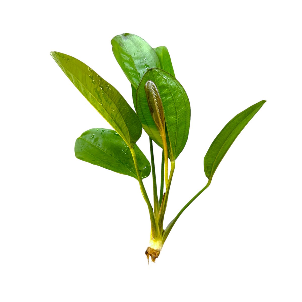 Echinodorus Fancy Twist live aquarium plant, view 2