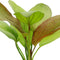 Close-up of Echinodorus ‘Fancy Twist’ showing speckled red-brown young leaves