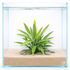 Echinodorus grisebachii Green Chili Amazon Sword planted in freshwater aquarium