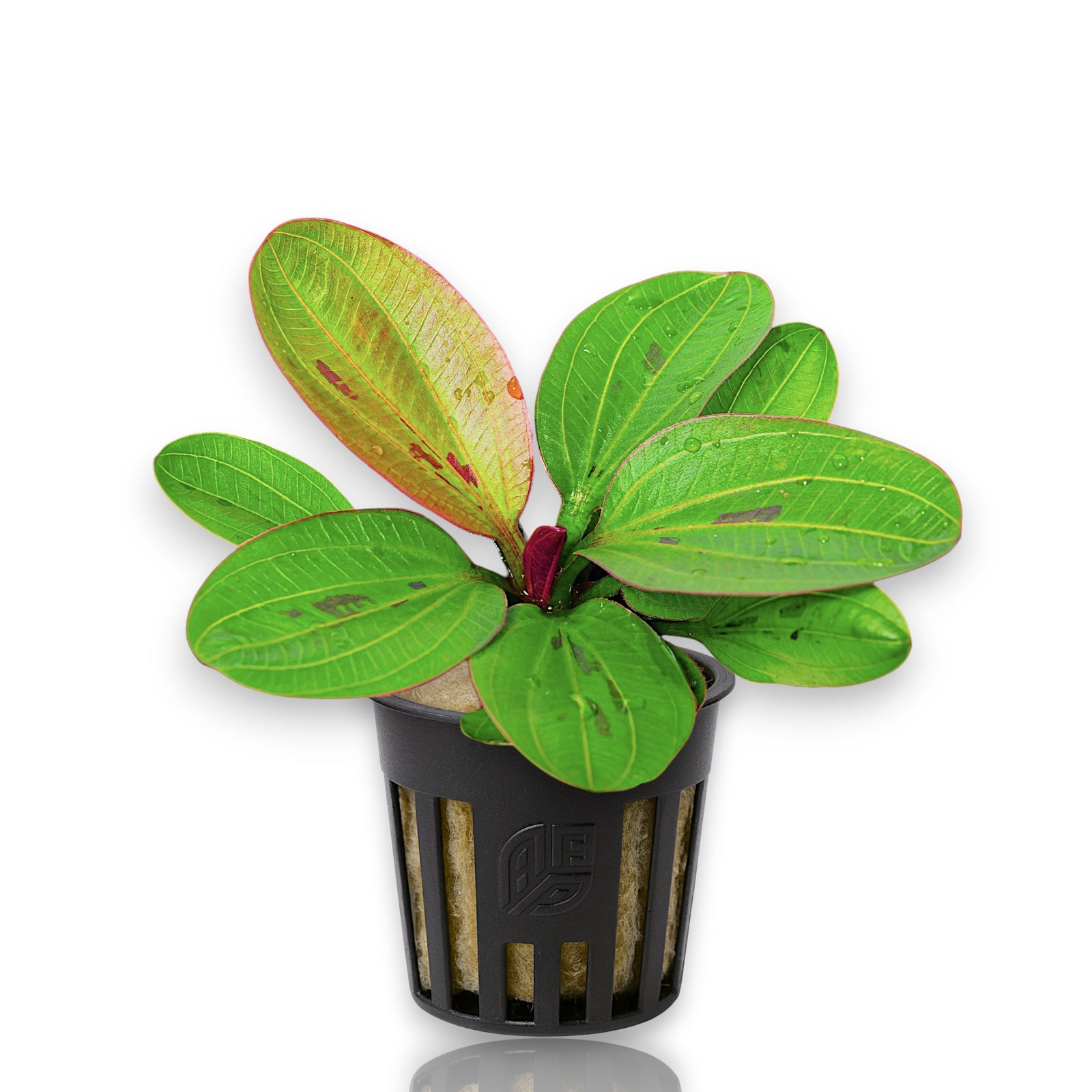 Echinodorus Hadi Red Pearl, also known as Echinodorus 'Harbich Red', is a compact and colorful sword plant prized for its dark green to ruby-red foliage and dense rosette growth.