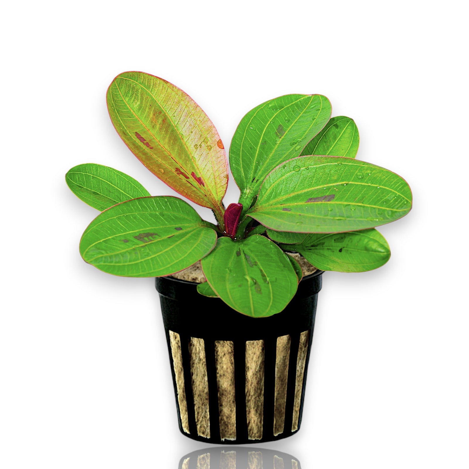 Echinodorus Hadi Red Pearl, also known as Echinodorus 'Harbich Red', is a compact and colorful sword plant prized for its dark green to ruby-red foliage and dense rosette growth.