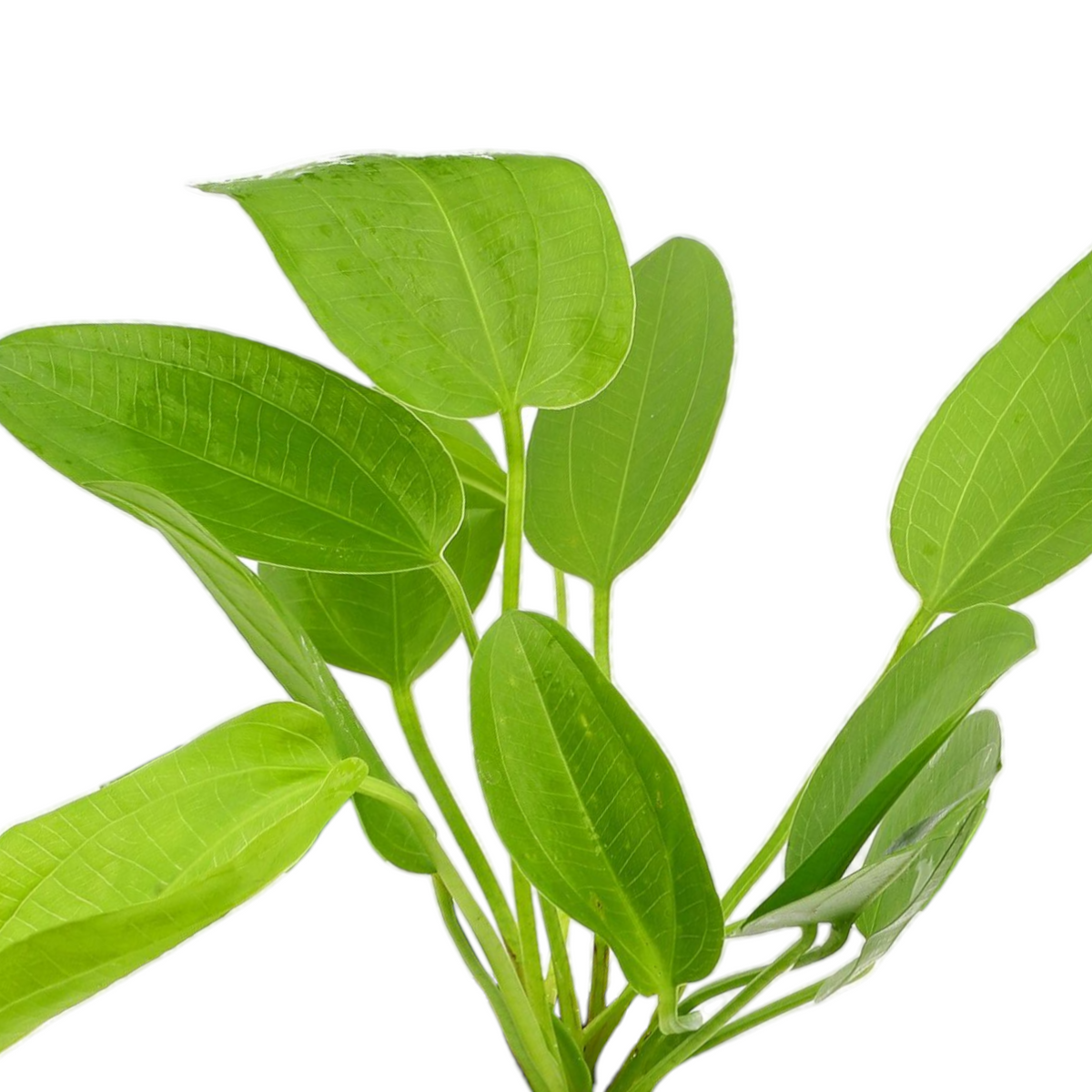 Echinodorus Horizontalis aquarium plant