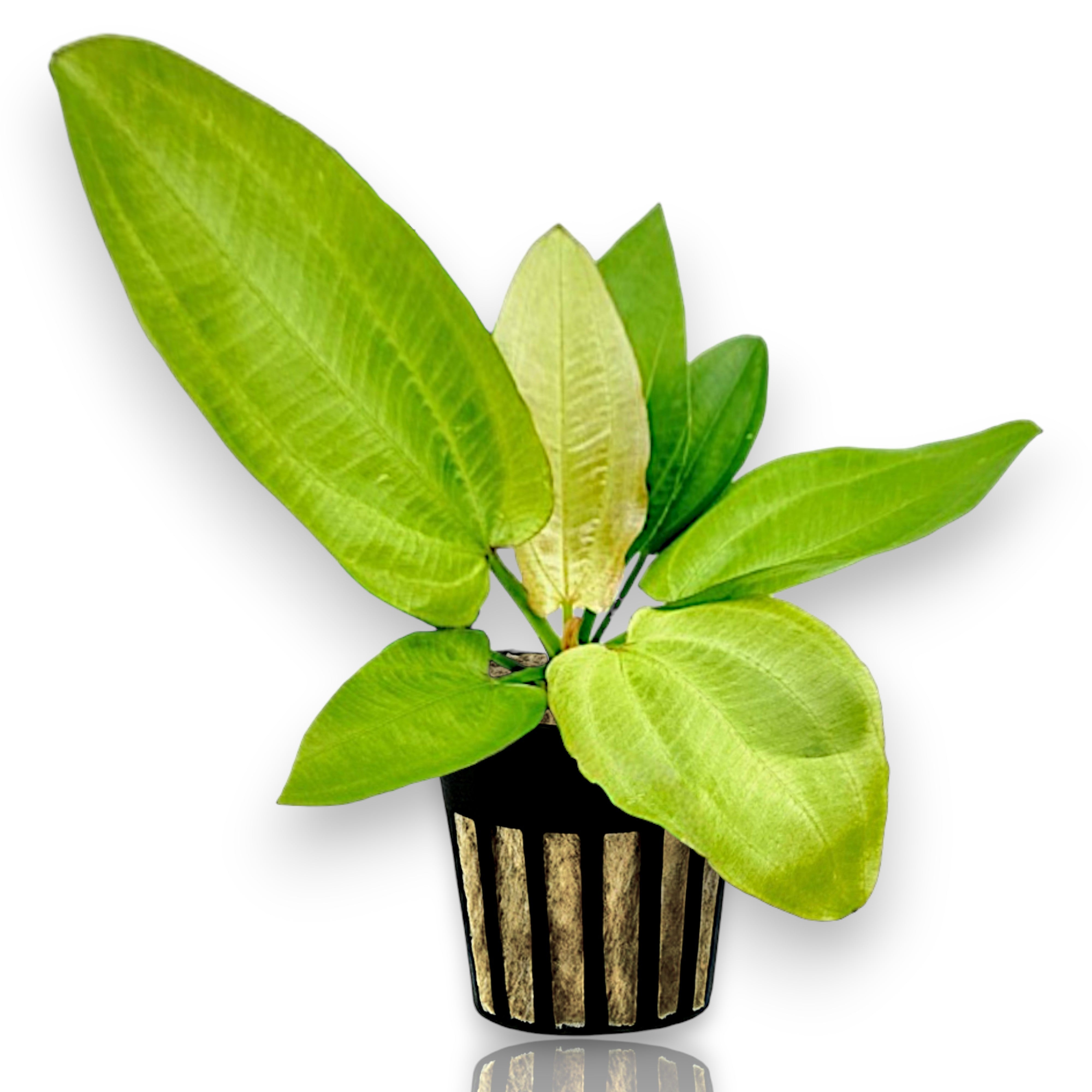 Hybrid Echinodorus Oriental displayed in a net pot with lush green and pink foliage.