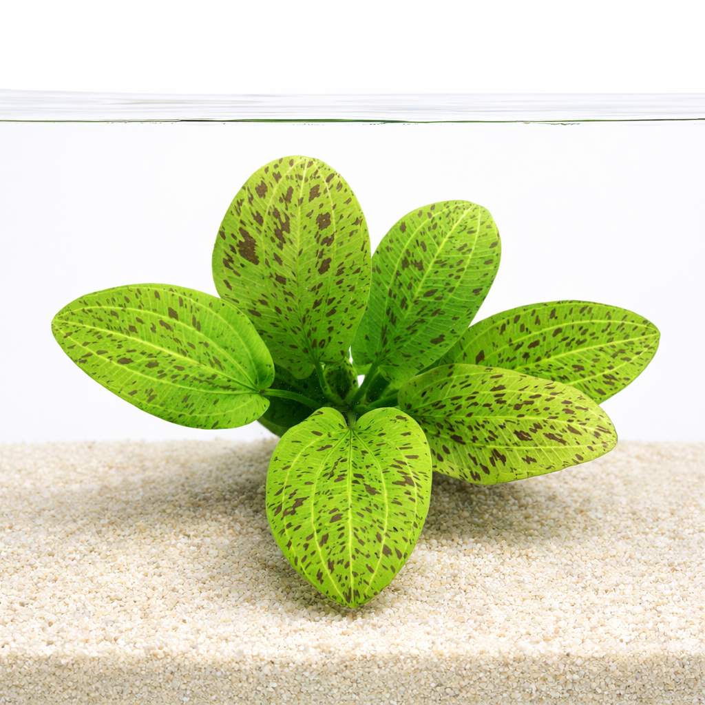 Echinodorus Ozelot Green aquarium plant with broad patterned green leaves