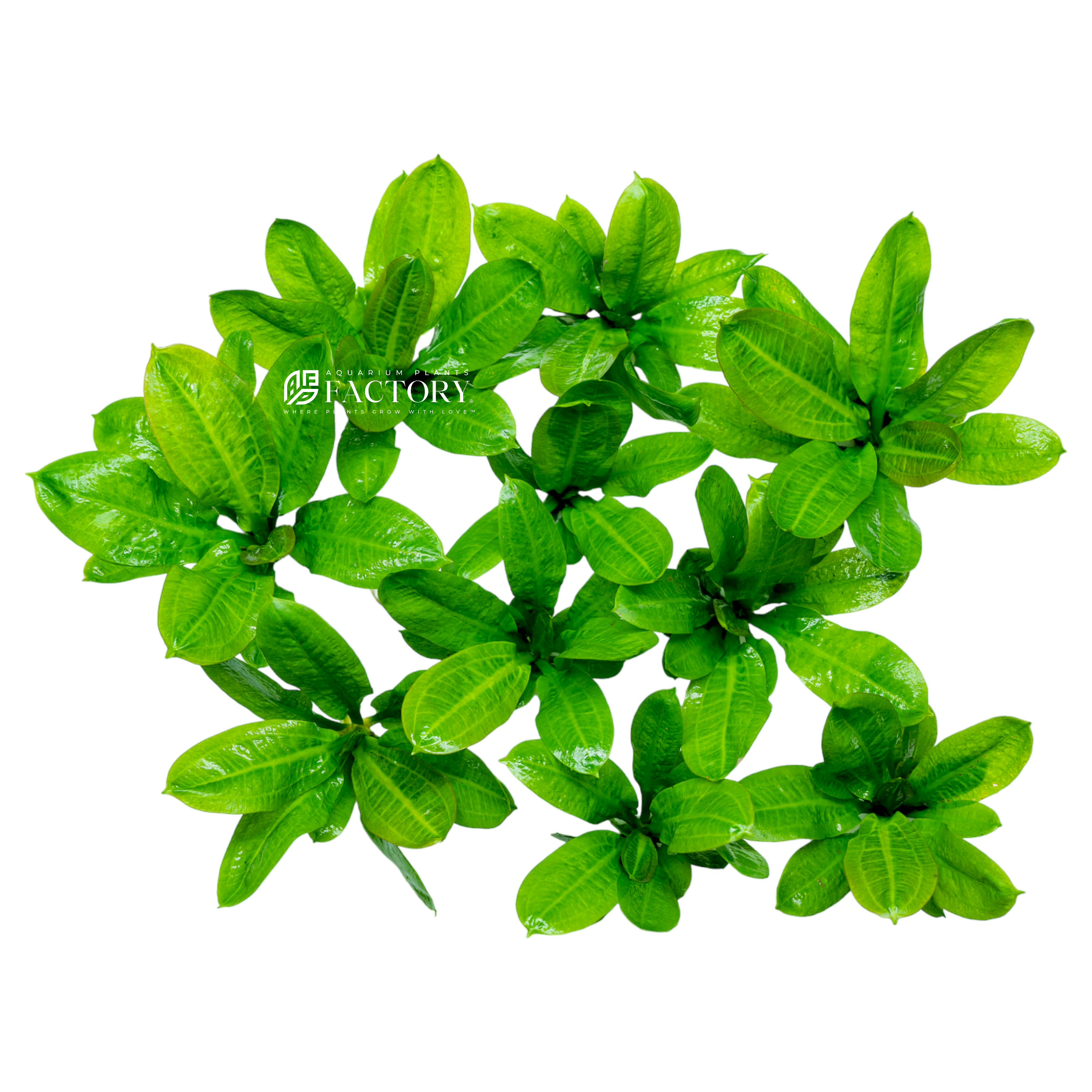 A photograph of Echinodorus parviflorus 'Tropica,' an aquatic plant with bright green, lance-shaped leaves and a lush appearance, thriving in a freshwater aquarium.