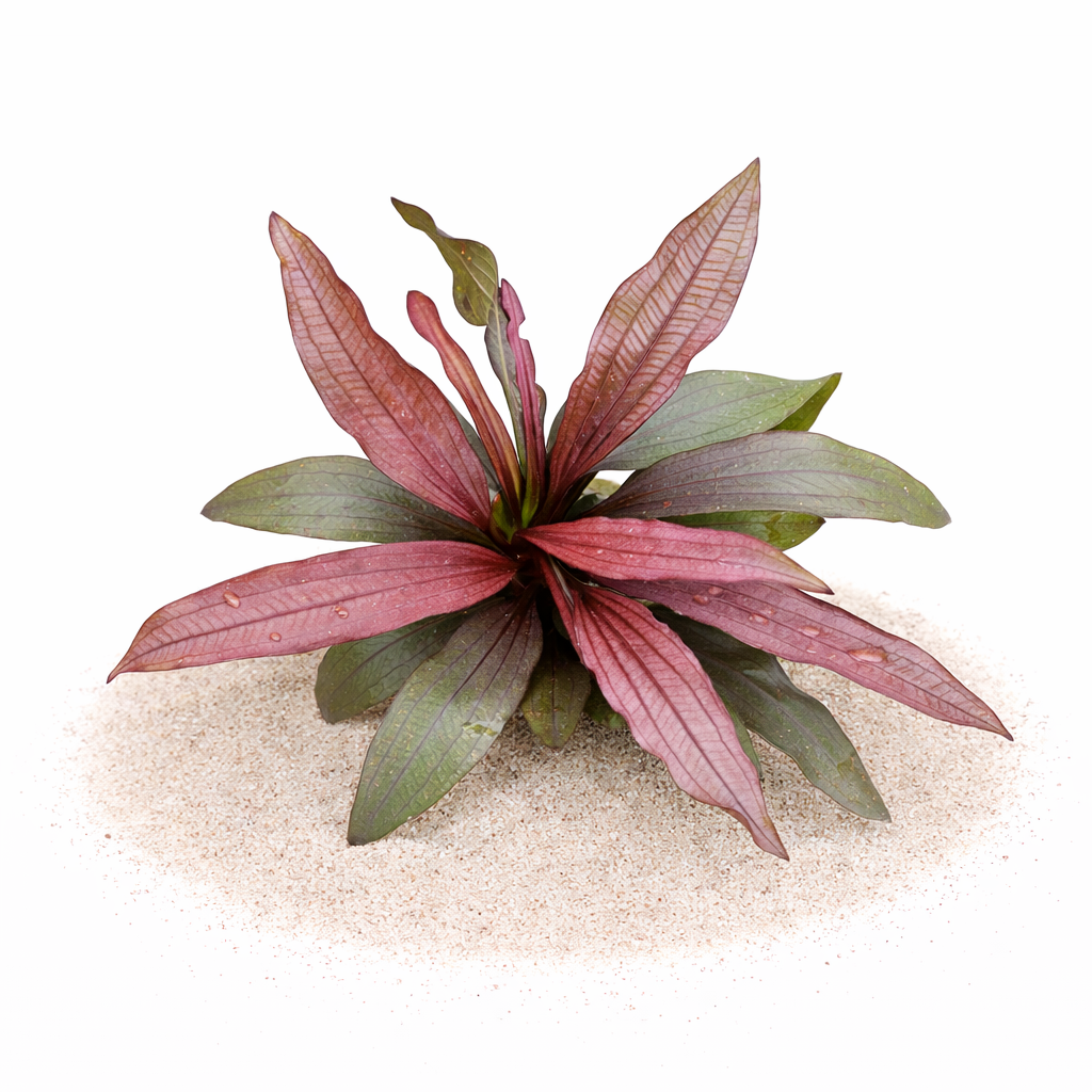 Close-up of Echinodorus Pink Miracle leaf detail highlighting the unique pink to reddish-pink hues and light veining.