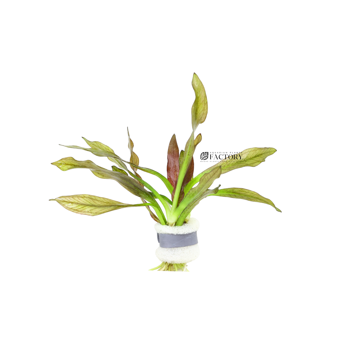 Pink Amazon Sword aquarium plant