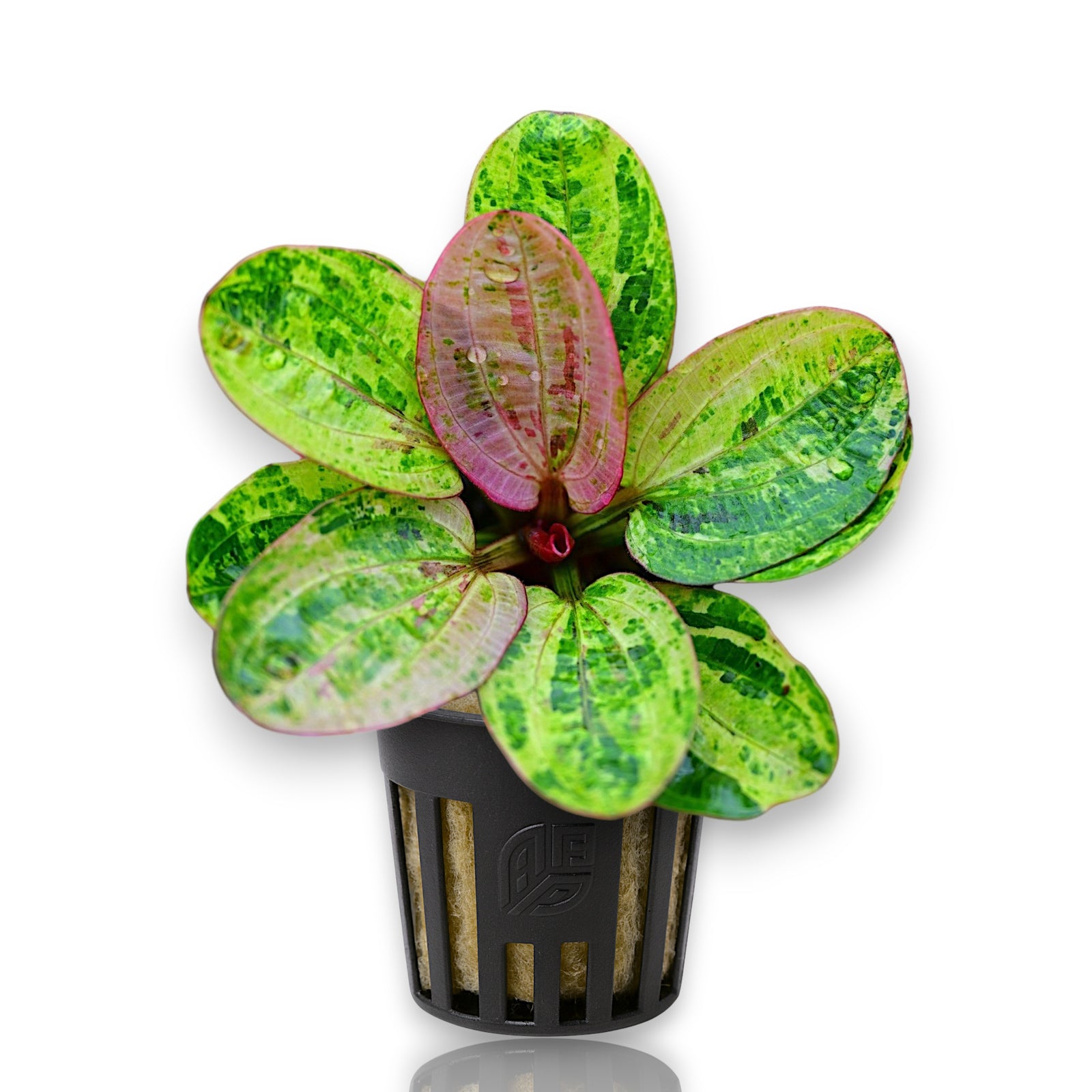Compact Dwarf Rainbow Sword foreground plant with colorful marble foliage