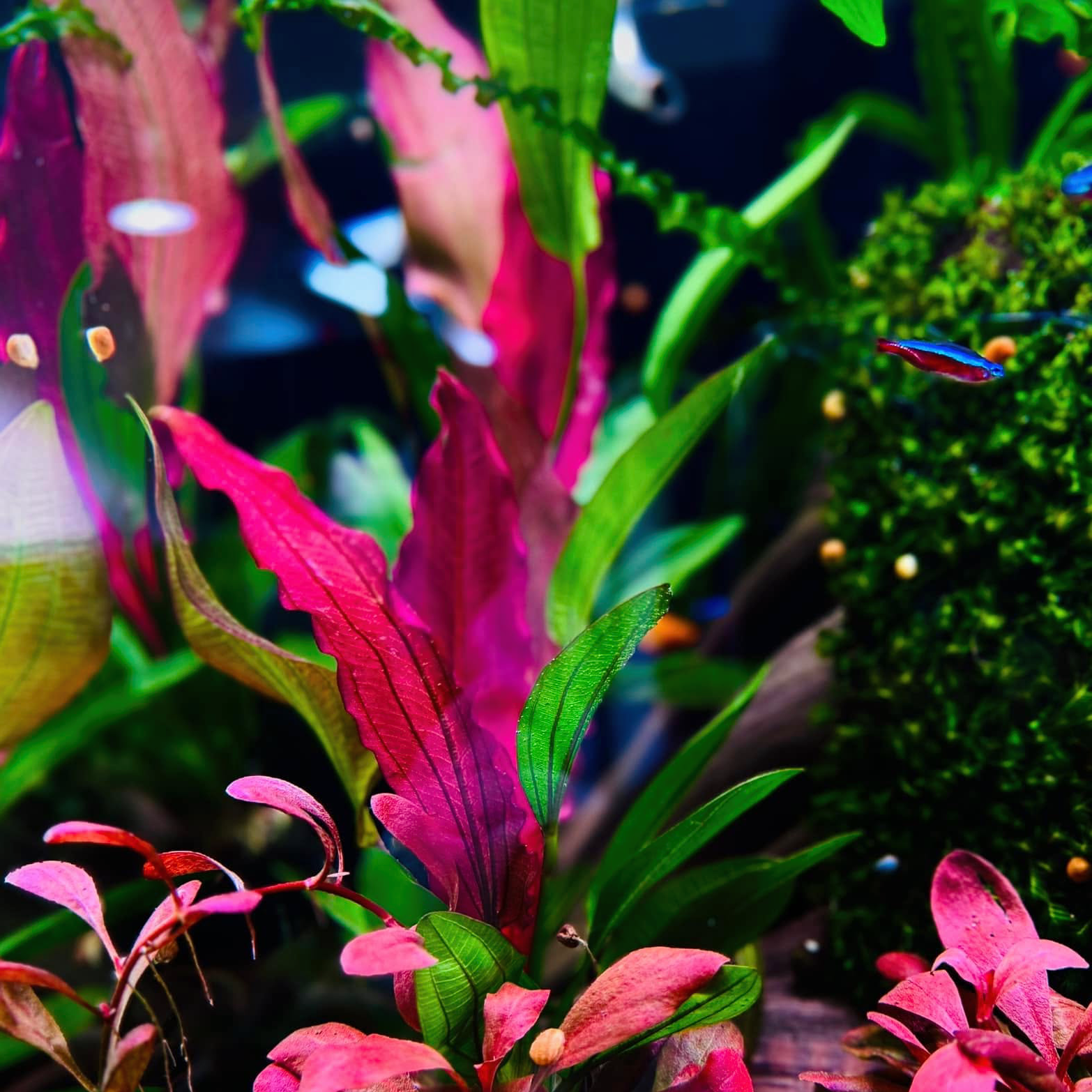 Echinodorus Red Chameleon Vitro Culture® is a must-have for aquarists seeking to enhance their aquarium with a splash of color and elegance. Whether you’re a beginner or a seasoned enthusiast, this plant is a reliable and visually striking choice for your underwater world.