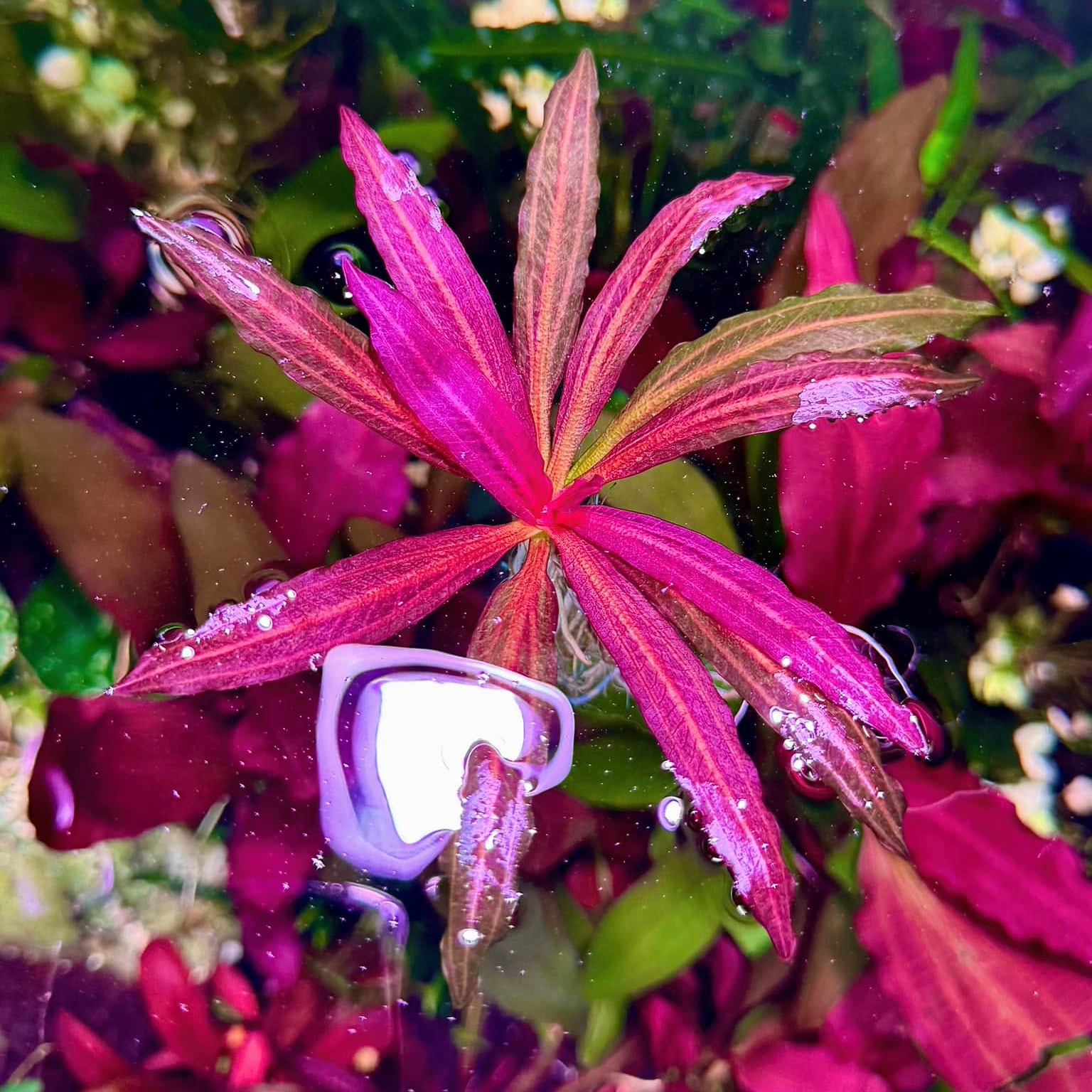 Echinodorus Red Chameleon Vitro Culture® is a stunning and versatile aquatic plant that brings vibrant hues and unique patterns to your aquarium. This cultured variant is specially grown in a laboratory environment to ensure it is pest-free and ready for your aquatic landscape.