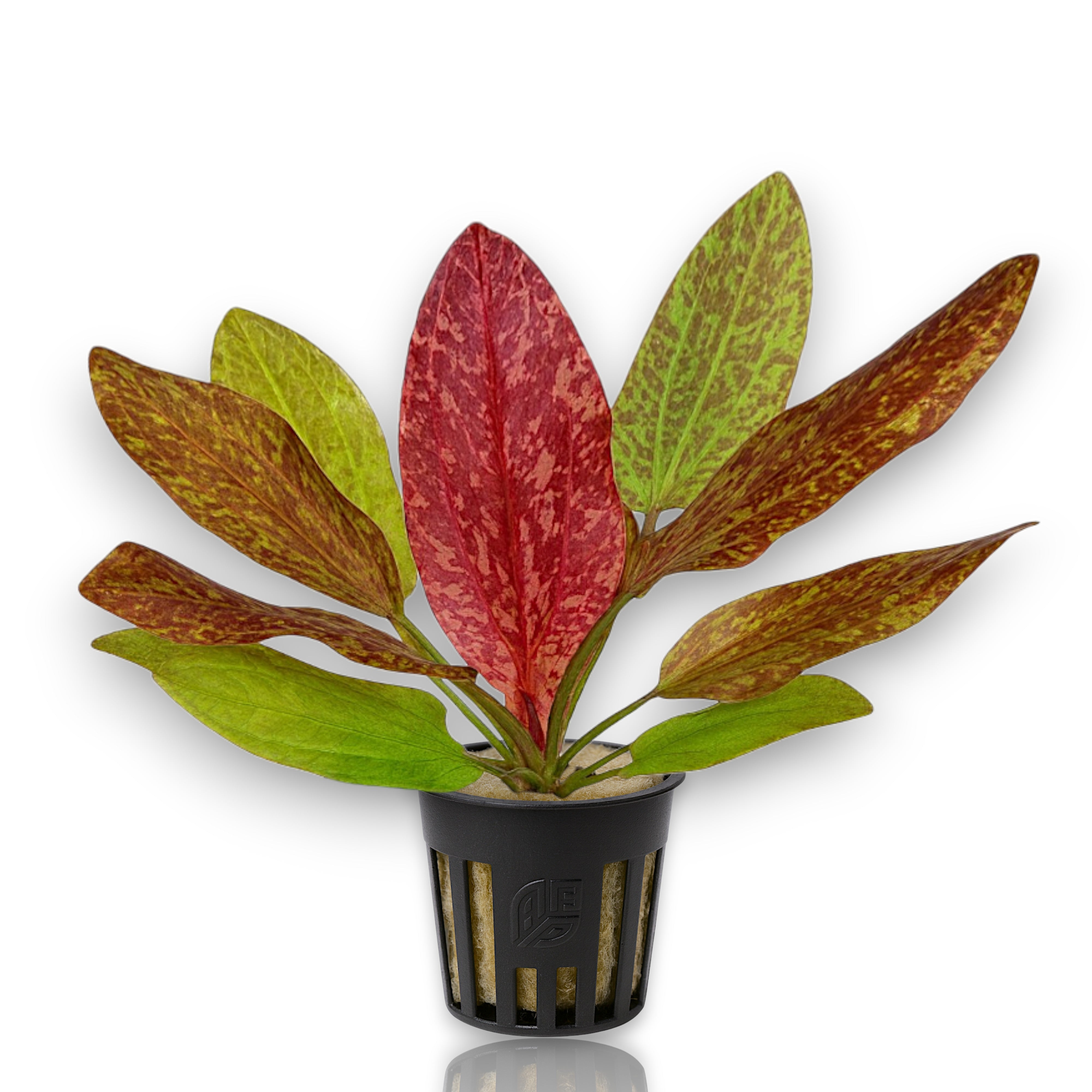 Close-up of Echinodorus Red Flame showing mottled red-green sword leaves in APF pot