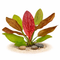 A healthy, established Echinodorus Red Flame showing vibrant red new growth and broad variegated foliage in a planted tank.