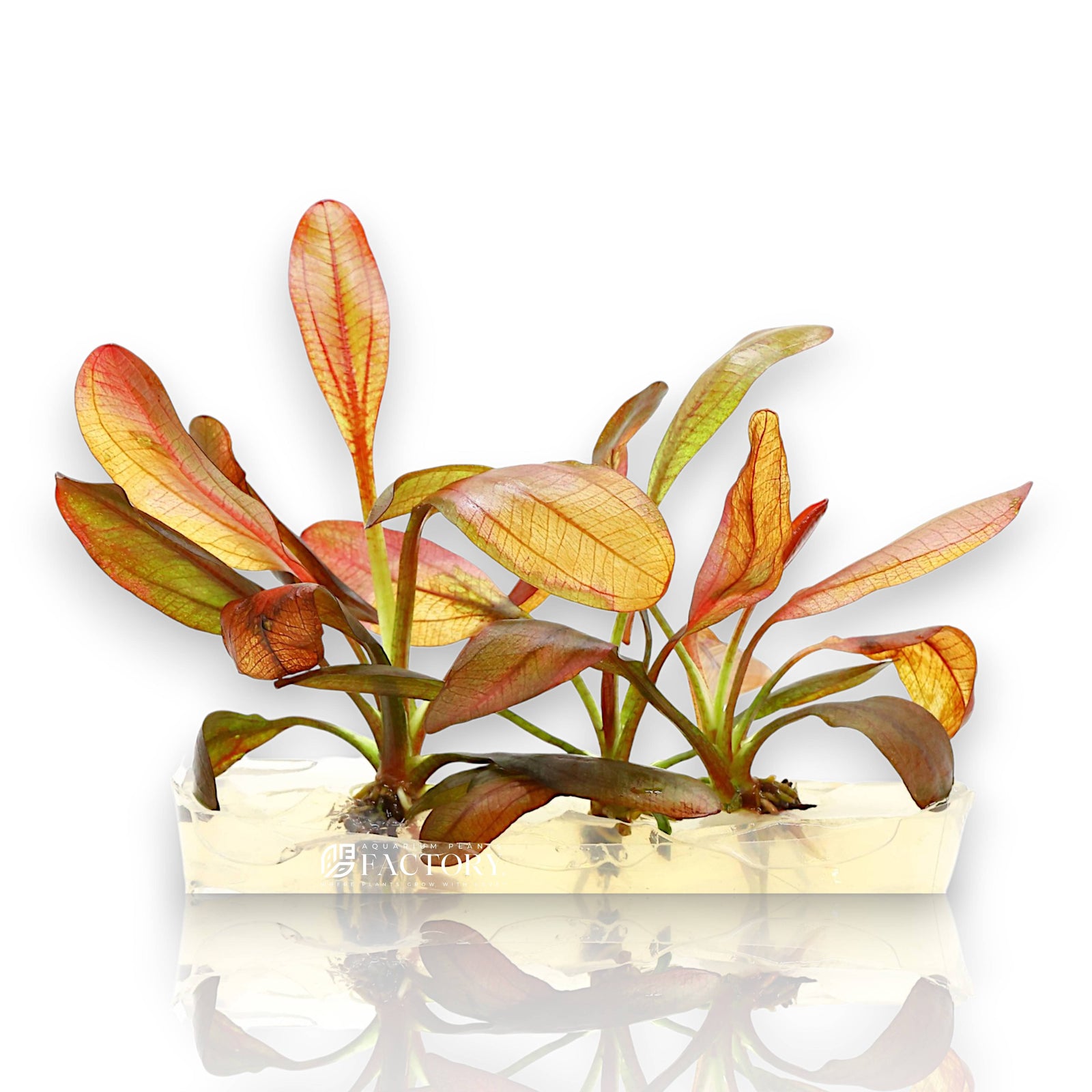 Echinodorus 'Rose' is a striking aquarium sword plant hybrid known for its broad, wavy-edged leaves that emerge in vivid rosy-pink to copper tones and mature into rich green with a soft sheen. This decorative rosette plant brings elegance and bold coloration to the midground or background of larger aquariums. It is a top choice for aquascapers looking to introduce warmth, contrast, and a focal centerpiece without overwhelming the layout.