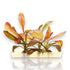 Echinodorus 'Rose' is a striking aquarium sword plant hybrid known for its broad, wavy-edged leaves that emerge in vivid rosy-pink to copper tones and mature into rich green with a soft sheen. This decorative rosette plant brings elegance and bold coloration to the midground or background of larger aquariums. It is a top choice for aquascapers looking to introduce warmth, contrast, and a focal centerpiece without overwhelming the layout.