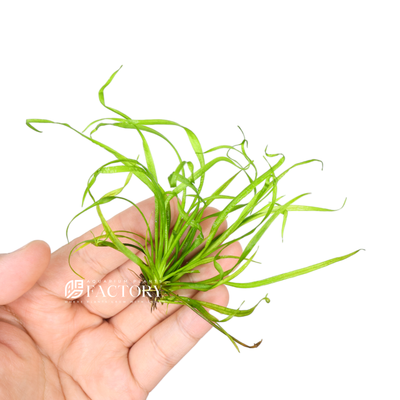 You can propagate Helanthium Vesuvius by allowing runners to grow from the parent plant. These runners can be nurtured into new plants or carefully trimmed and relocated within the aquarium. Another method is dividing the plant's rhizome.