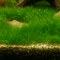 Dwarf Hairgrass Mini (Eleocharis sp. 'Mini') carpeting the foreground