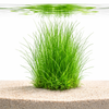 Submerged Eleocharis montevidensis giant hairgrass showing long flowing green blades planted in aquarium substrate