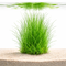 Submerged Eleocharis montevidensis giant hairgrass showing long flowing green blades planted in aquarium substrate