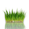 Close-up view of Eleocharis Pusilla in vitro, showcasing delicate, grass-like stems with a vibrant green hue