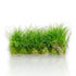 Transform your aquascape into a lush underwater meadow with Eleocharis acicularis 'Mini', also known as Eleocharis sp. 'Mini', Dwarf Hairgrass 'Mini', Eleocharis sp. Belem, or Japanese Hairgrass. This compact carpeting plant is a favorite among aquascaping enthusiasts for its fine texture, short growth habit, and ability to form dense, vibrant green carpets—especially in nano or shallow tanks.