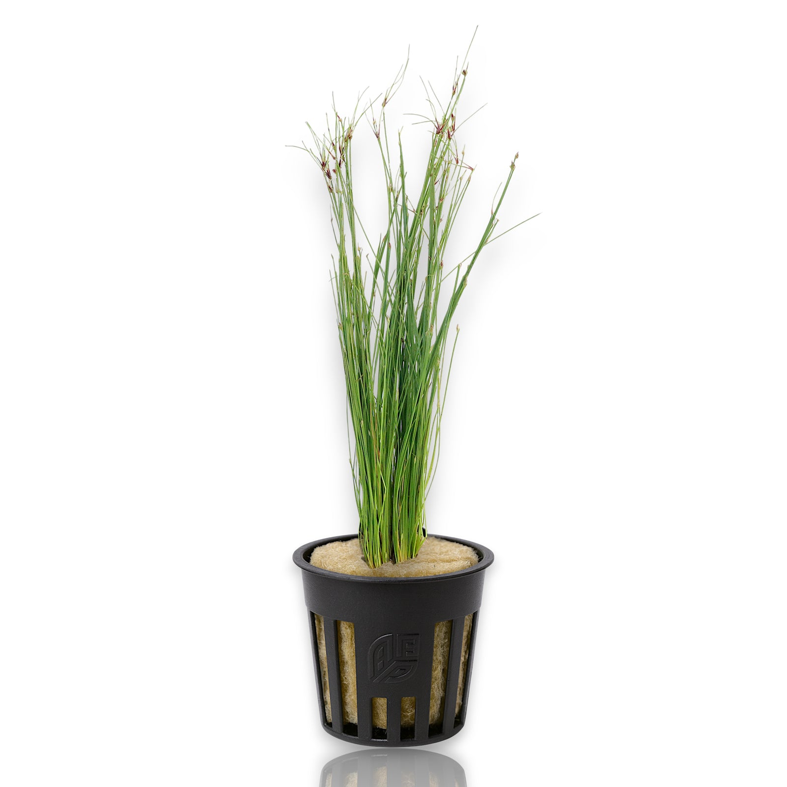 Potted Eleocharis vivipara with tall, fine grass-like leaves growing upright from a net pot filled with rockwool, displayed on a white background.