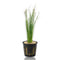 Potted Eleocharis vivipara with tall, fine grass-like leaves growing upright from a net pot filled with rockwool, displayed on a white background.