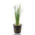 Potted Eleocharis vivipara with tall, fine grass-like leaves growing upright from a net pot filled with rockwool, displayed on a white background.