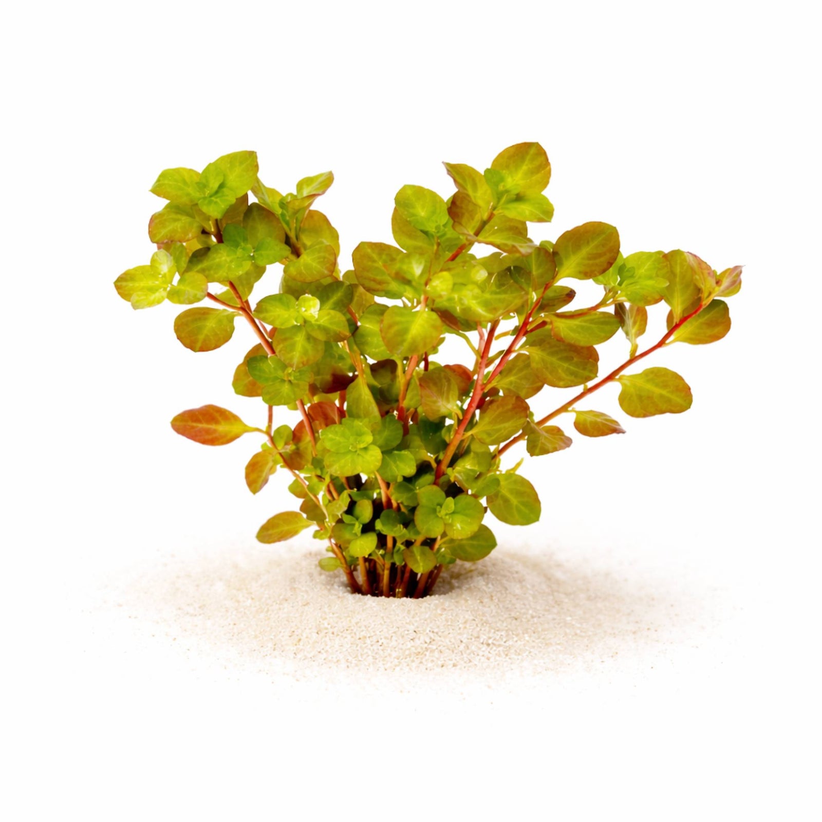Ludwigia ovalis featuring round, pink and orange variegated leaves in a freshwater aquarium midground.