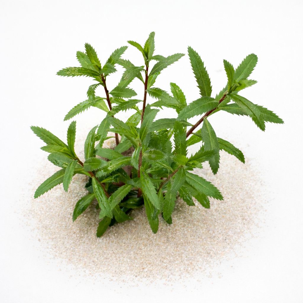 Emerged Proserpinaca palustris Mermaid Weed ready for planting in a freshwater aquarium.