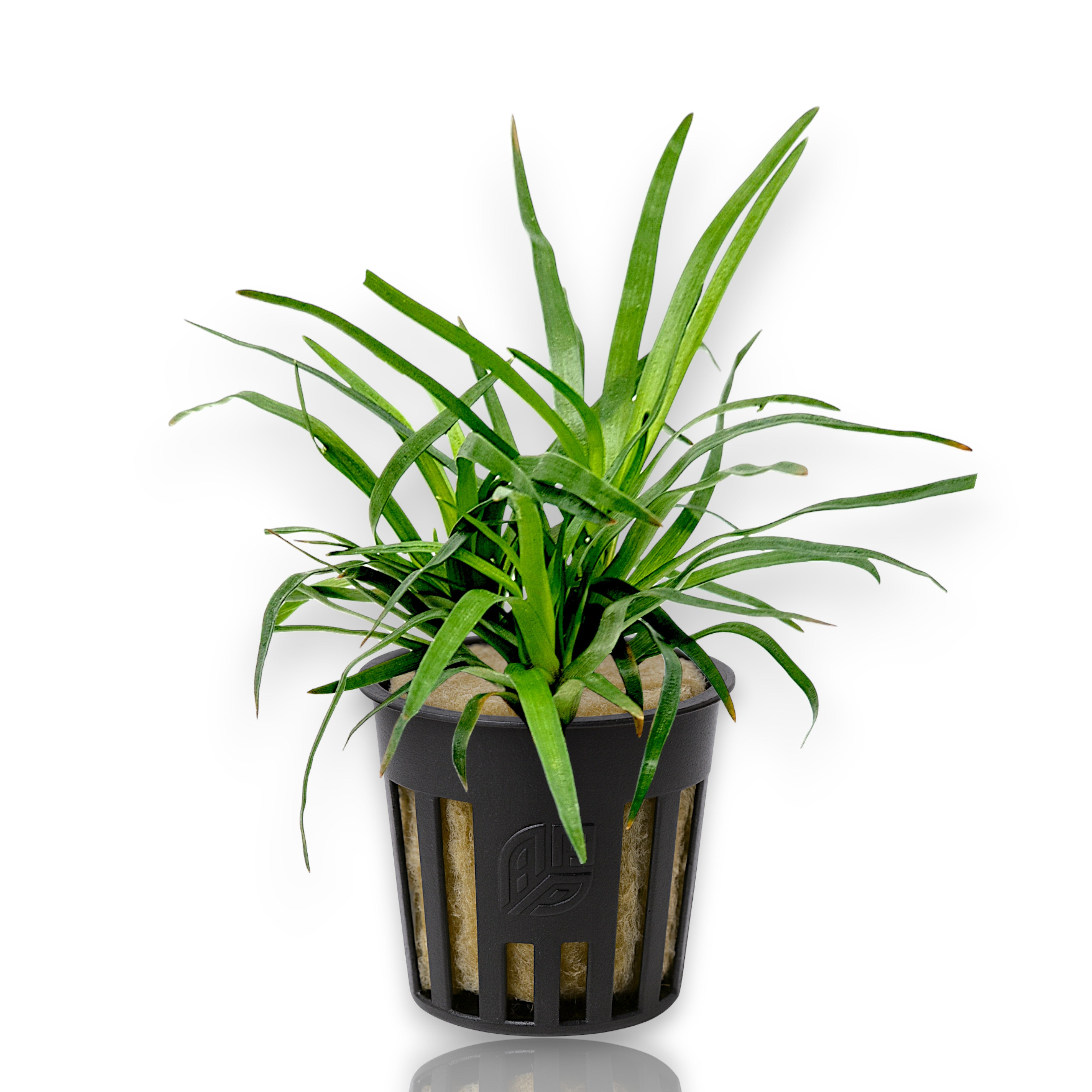 Potted Eriocaulon Vietnam from APF nursery