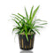 Potted Eriocaulon Vietnam from APF nursery