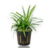 Potted Eriocaulon Vietnam from APF nursery
