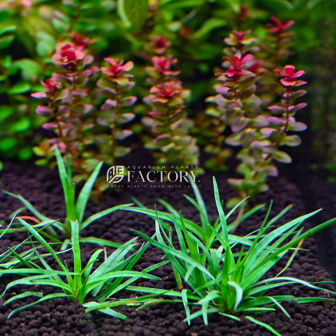 Eriocaulon Vietnam aquarium plant, photo 2