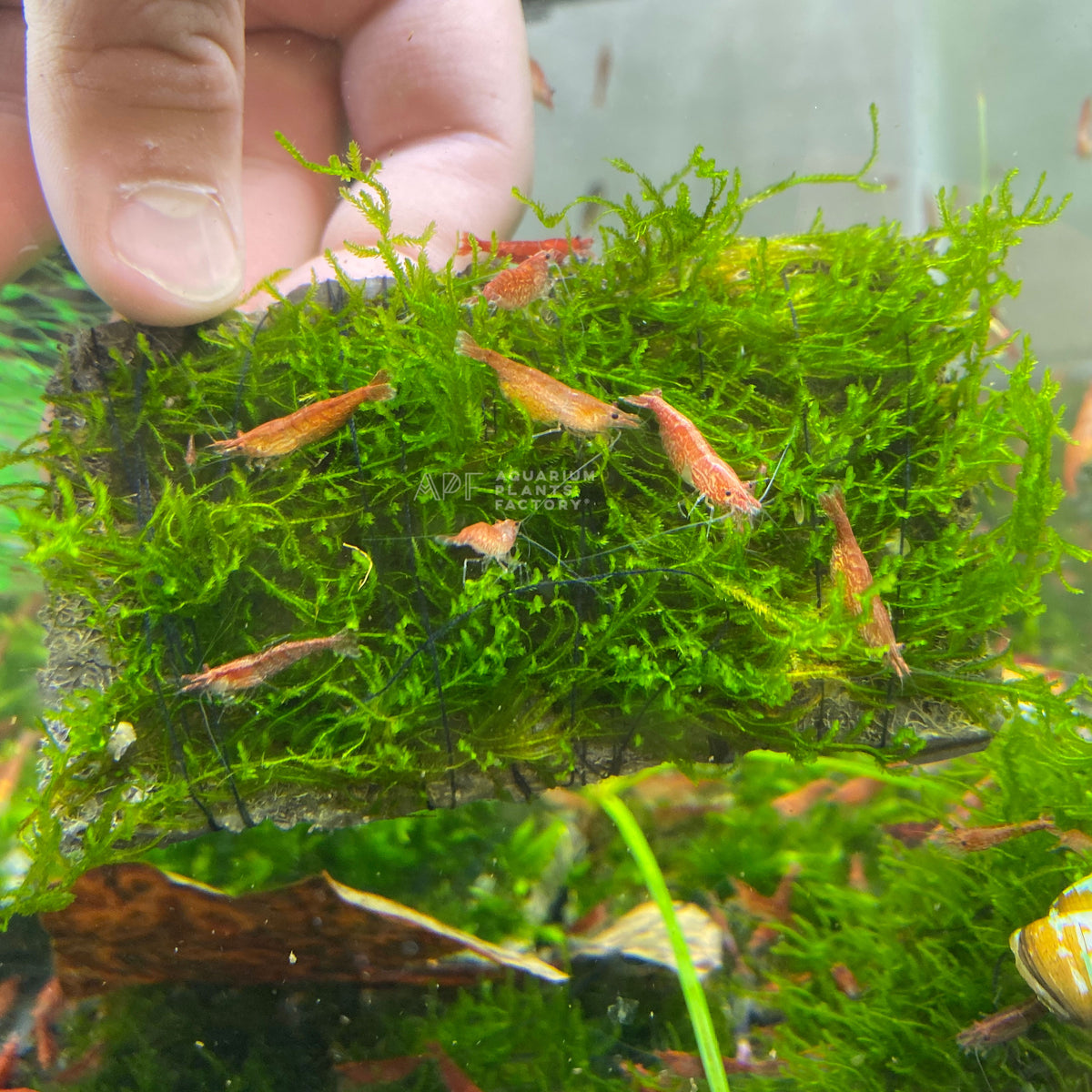 Flame Moss live aquarium plant, another view