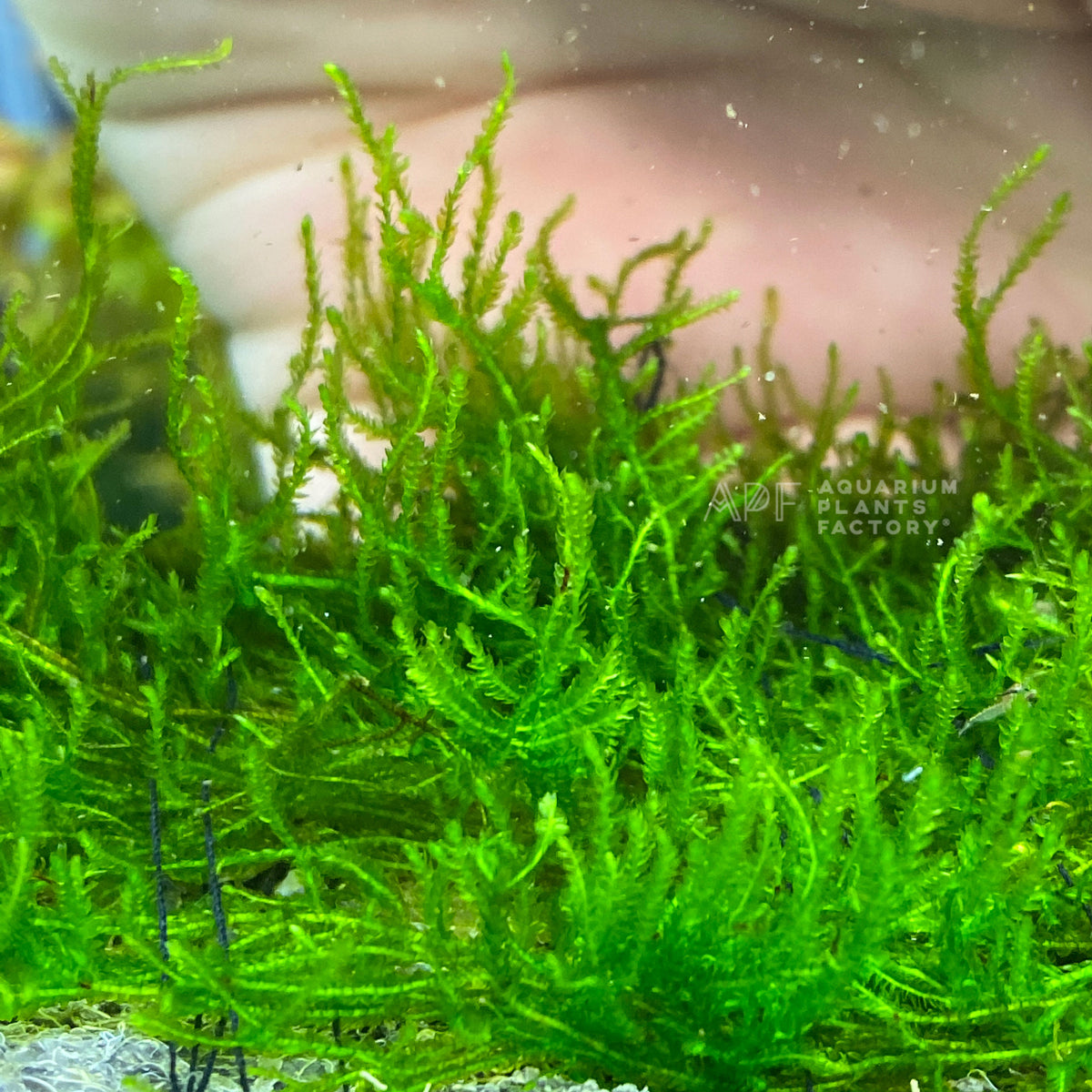 Flame Moss live aquarium plant, another view