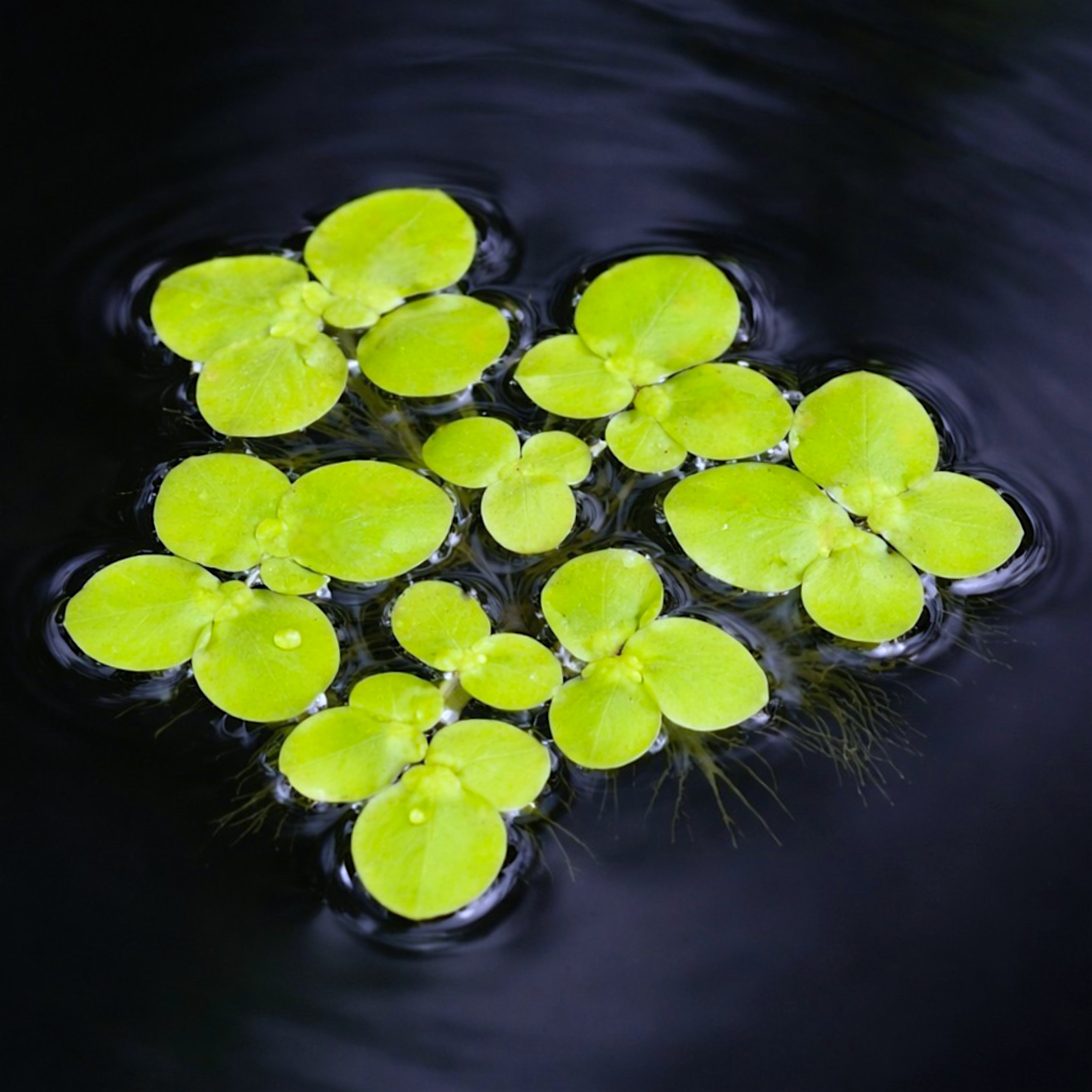 Giant Duckweed