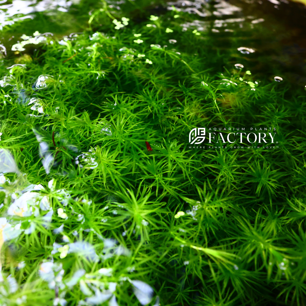 Dwarf Sagitaria* Guppy grass*Riccia - Live Plants*CHEMICAL FREE*BUY 2 Get 1 FREE | UK Dwarf Sagitaria* Guppy grass*Riccia - Live Plants*CHEMICAL FREE*BUY 2 Get 1 FREE | UK