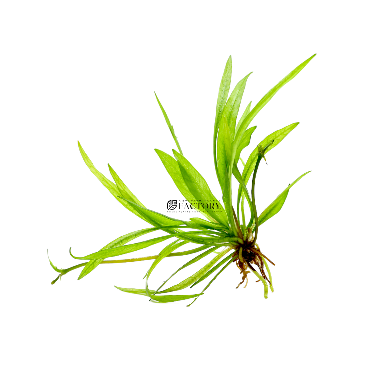 Helanthium Bolivianum (Chain Sword) aquarium plant
