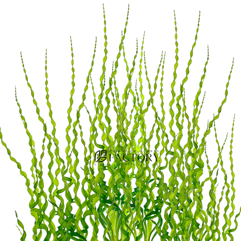 Helanthium Vesuvius, previously known as Echinodorus Vesuvius or Twisted Chain Sword, is a unique and eye-catching freshwater aquarium plant that is native to South America. It belongs to the Alismataceae family and is characterized by its long, narrow, and twisted leaves that grow in a spiral pattern.