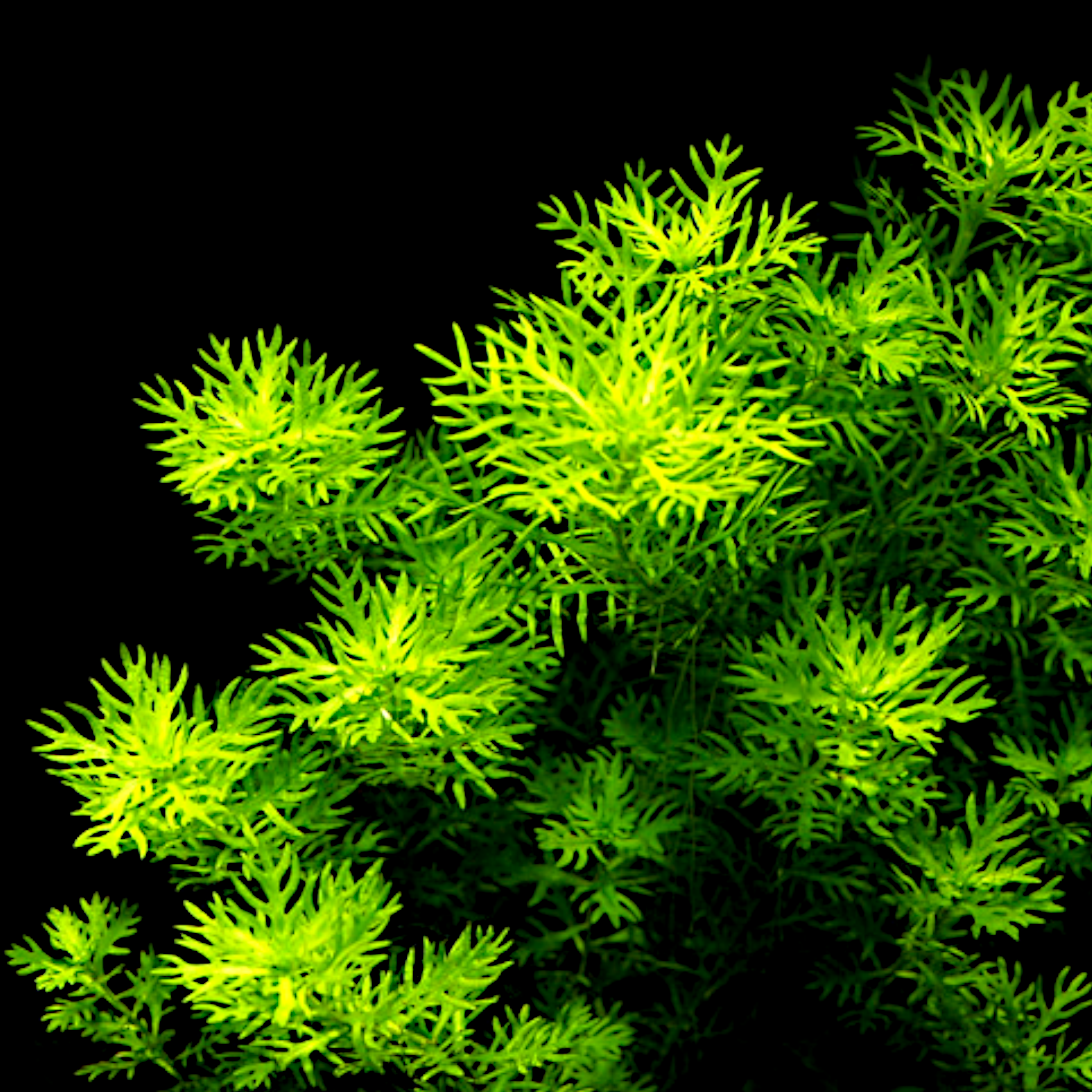 Hottonia palustris aquarium plant with bright green feathery leaves forming a dense bushy cluster against a black background. 
