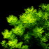 Hottonia palustris aquarium plant with bright green feathery leaves forming a dense bushy cluster against a black background. 
