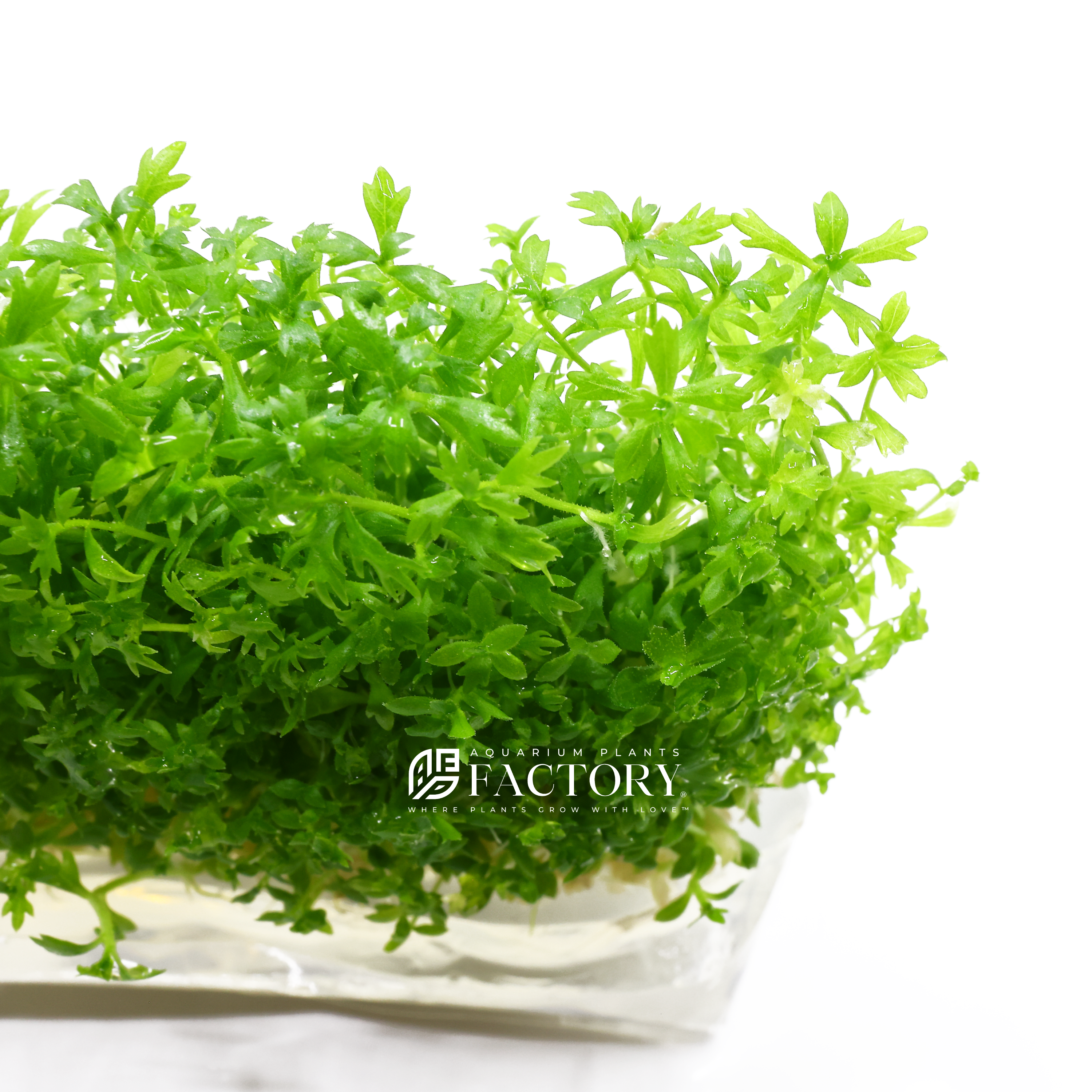 Close-up of Hottonia palustris vitro culture aquarium plant with delicate feathery bright green leaves growing densely in a clear tissue culture container against a white background.