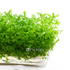 Close-up of Hottonia palustris vitro culture aquarium plant with delicate feathery bright green leaves growing densely in a clear tissue culture container against a white background.