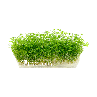Discover the charm of Hottonia Palustris, the Water Violet, for your aquarium or water garden. This elegant aquatic perennial, native to Europe and Asia, is known for its lush green, fanned leaves and bushy growth, creating a vibrant underwater landscape. Easy to maintain, it thrives in low light and requires minimal CO2, making it suitable for beginners and experts alike