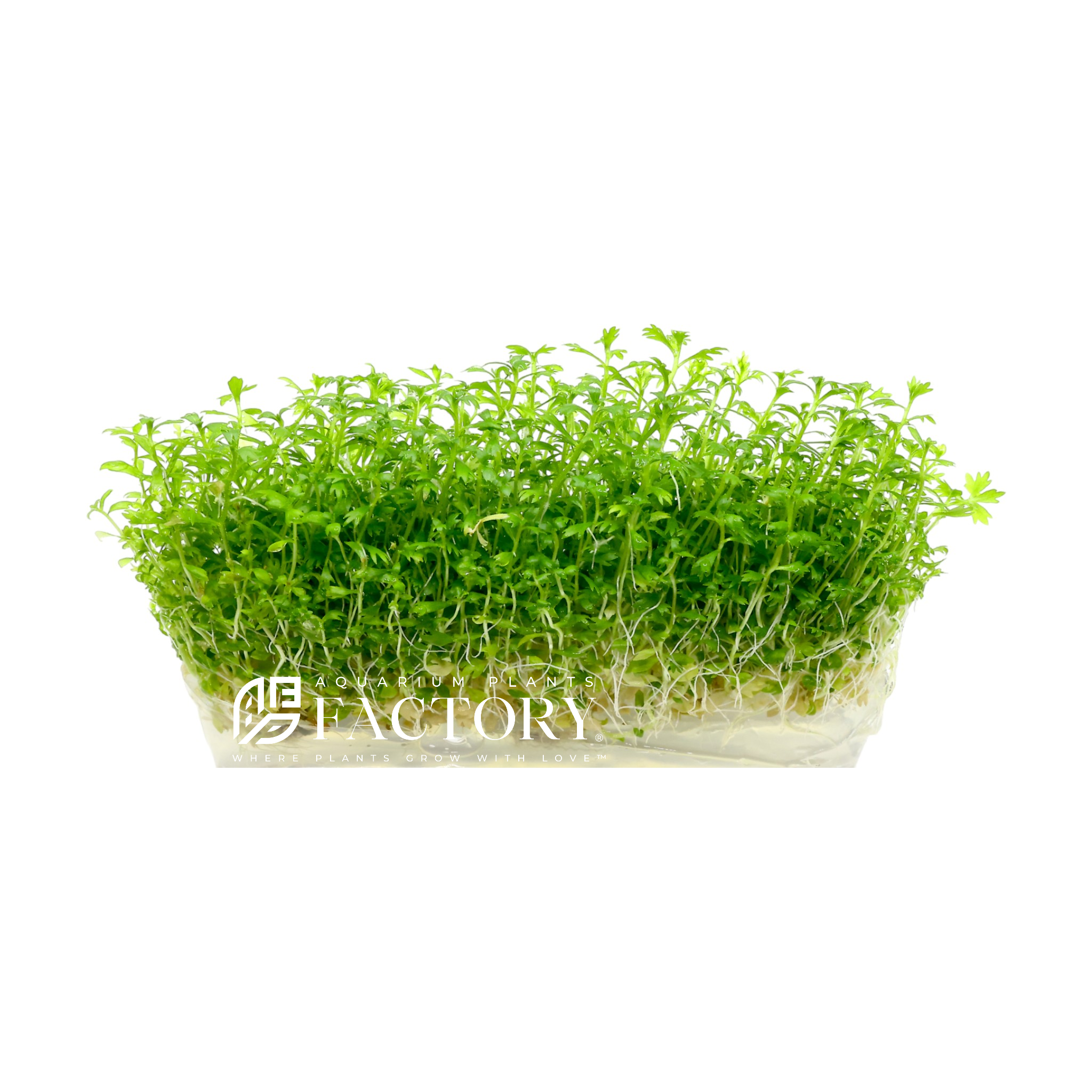 Hottonia palustris tissue culture aquarium plant growing in a clear 4-inch lab-grown vitro culture bag, featuring delicate feathery light-green leaves forming a dense cluster against a white background.