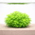 Hottonia palustris Water Violet aquarium plant with bright lime green feathery foliage forming a dense bush growing in sandy substrate inside a clear aquascape tank