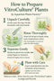 Infographic guide by Aquarium Plants Factory showing the 5-step process to rinse, separate, and plant Vitro Culture aquatic plants.