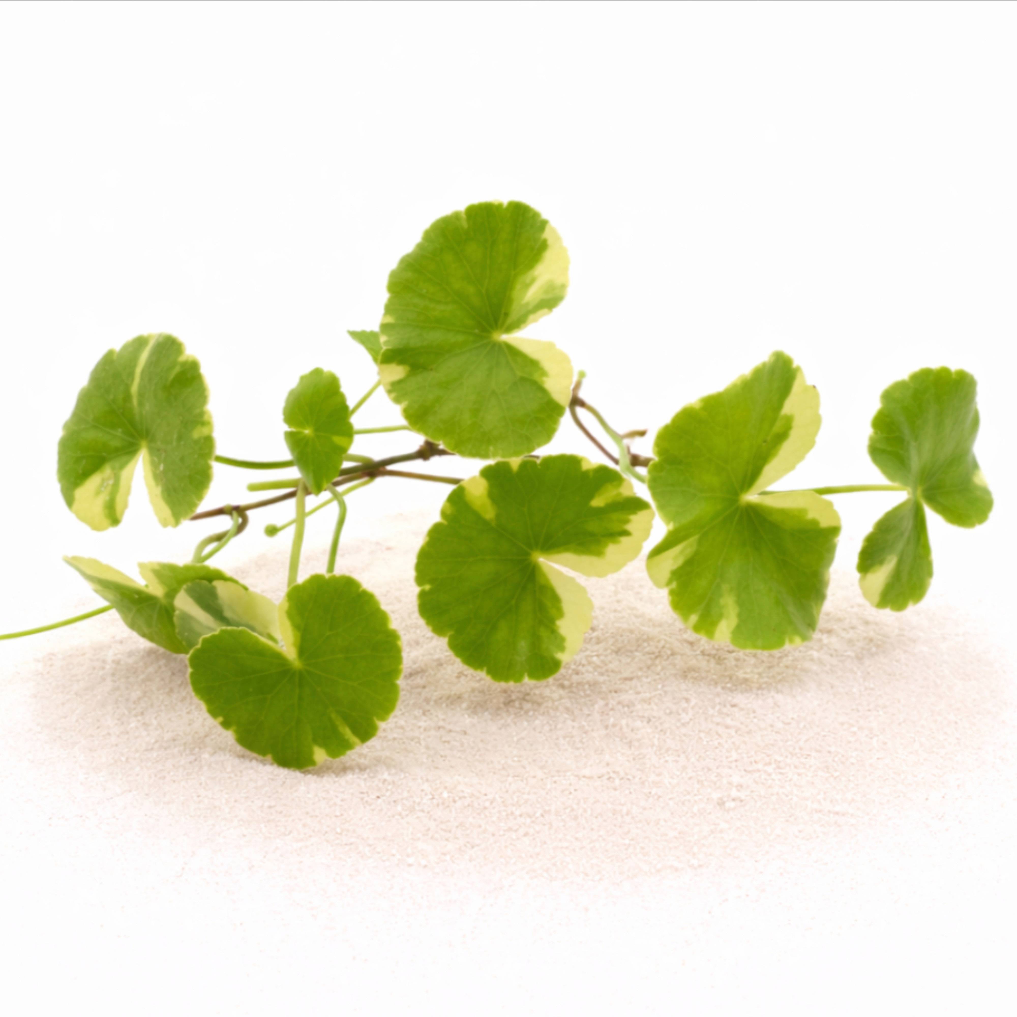 Brazilian Pennywort Marble freshwater plant showing marbled leaf pattern